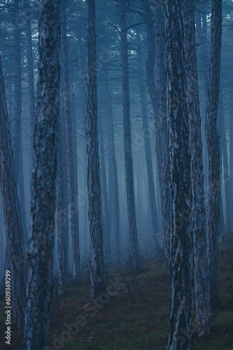 misty autumn forest 