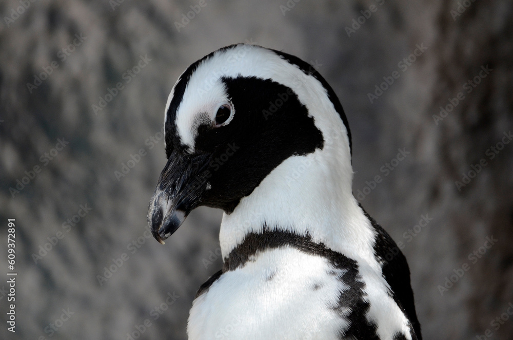 Fototapeta premium ペンギン