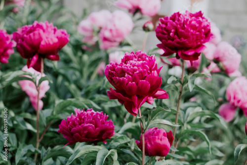 Beautiful blossoming pink and red peony flowers in the garden