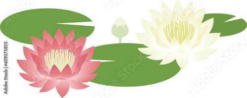 睡蓮の咲いている風景のイラスト