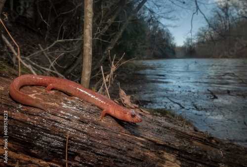 Northern Spring salamander macro wide angle portrait in habitat next to water 