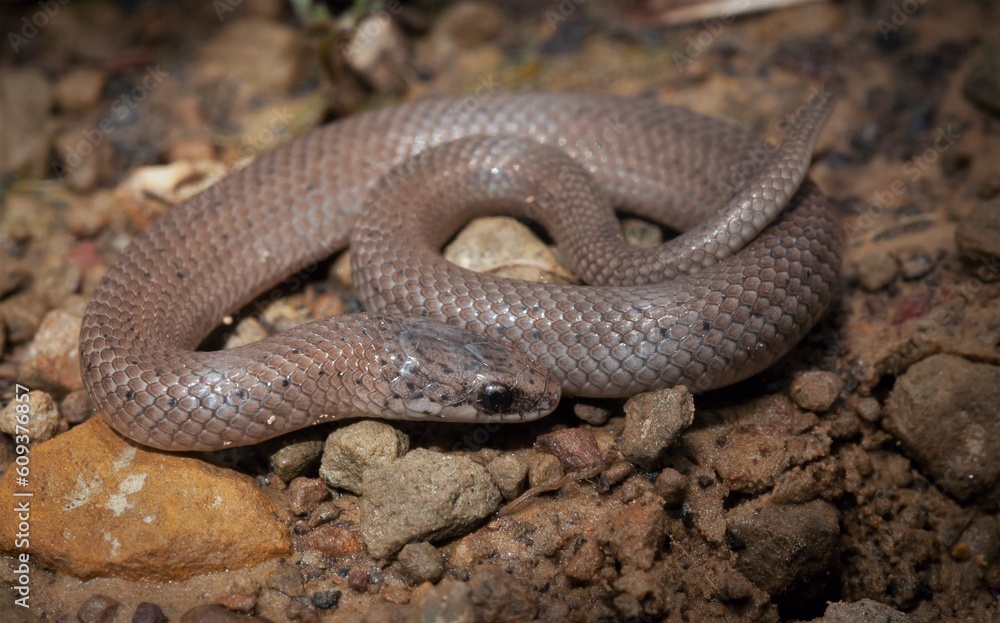 Juvenile Smooth Earth snake field guide macro portrait Juvenile Smooth Earth snake field guide macro portrait
