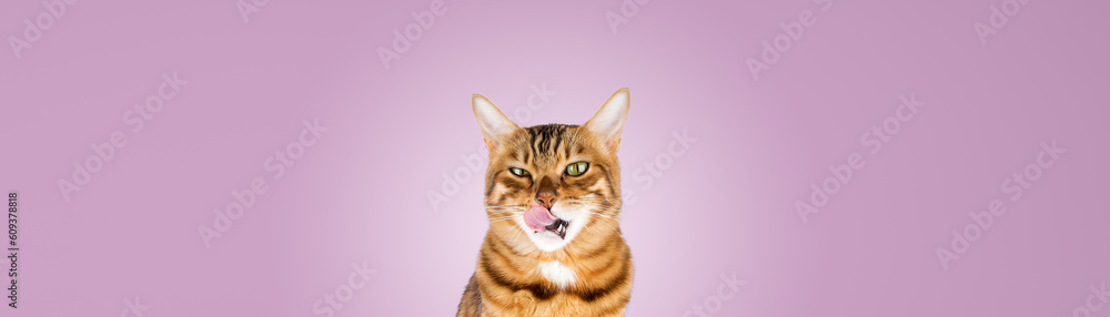 Funny hungry bengal cat licks his lips. Isolated on a colored background.