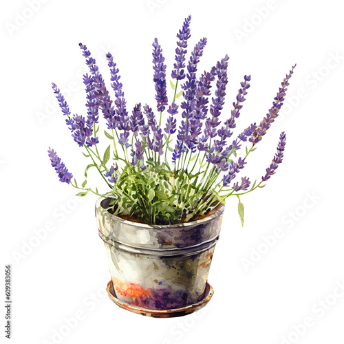 lavender flowers in a pot