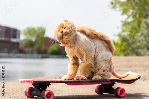 shaking ginger cat sitting on a skateboard at the water's edge, urban setting and blurred background