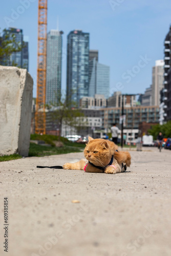 Photography wild orange cat lying in the street, looking at the camera and enjoying the sun,
