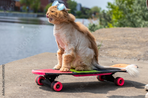 Canvas Print wild ginger cat licking his lips with sunglasses on his head and sitting on 80s