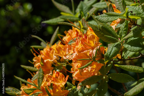 Rhododendron marigold ( lat. Rhododendron calendulaceum ) is a deciduous shrub native to North America