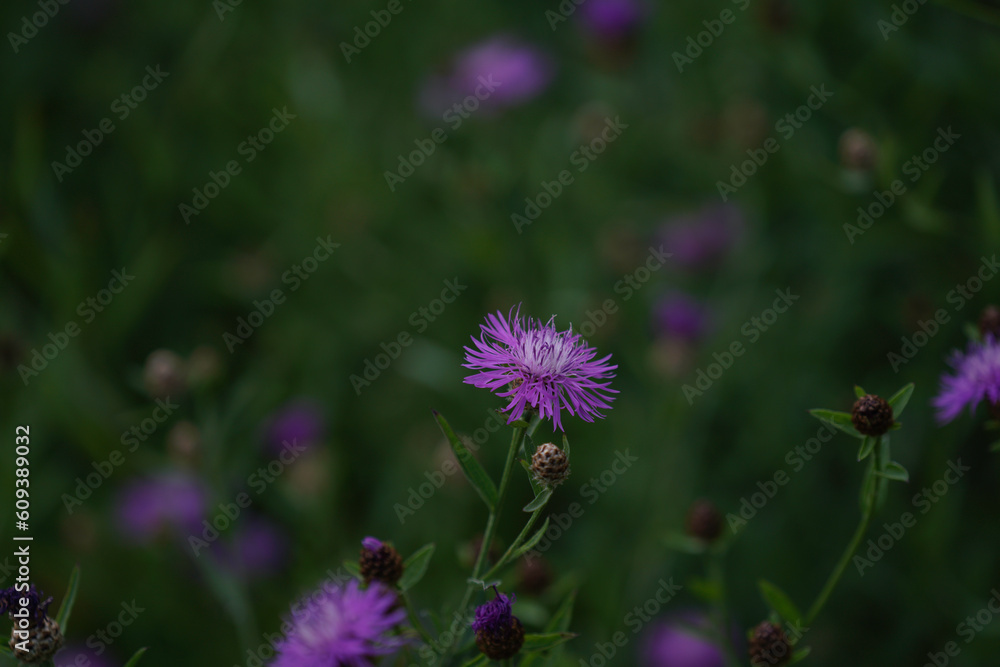 Meadow with lots of colorful flowers Meadow with lots of colorful flowers