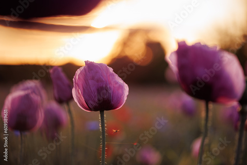 Obraz na plátně lila Mohn im Sonnenuntergang