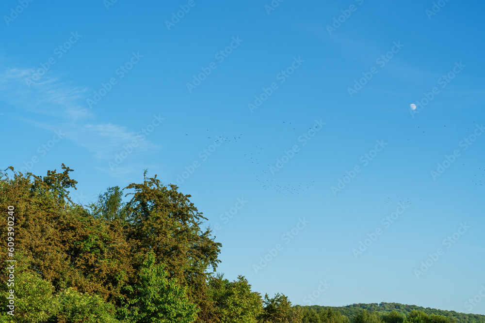 Green trees and forest against the blue sky on a summer evening, full moon and flocks of birds in the blue sky, sky panorama, spring pure colors. Photorealistic background copy space Green trees and forest against the blue sky on a summer evening, full moon and flocks of birds in the blue sky, sky panorama, spring pure colors. Photorealistic background copy space