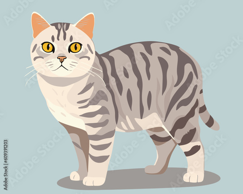 Cute American shorthair cat vector design