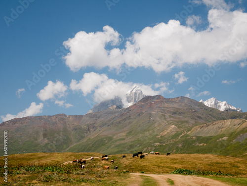 Herd of cows grazing in the Georgian mountains.