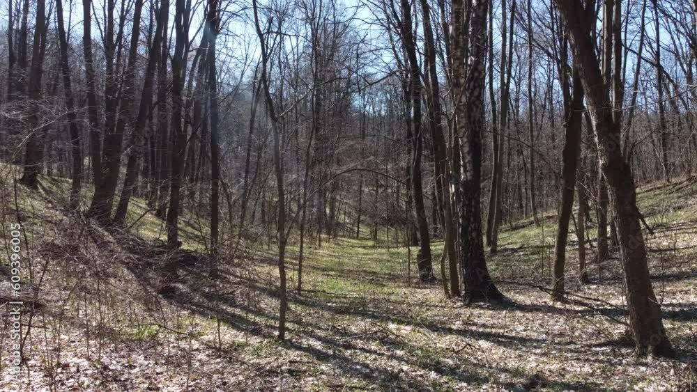 Shooting from a drone of a spring forest on uneven terrain. Numerous branches intertwined with each other so that the rays barely make their way through them. Shooting from a drone of a spring forest on uneven terrain. Numerous branches intertwined with each other so that the rays barely make their way through them.
