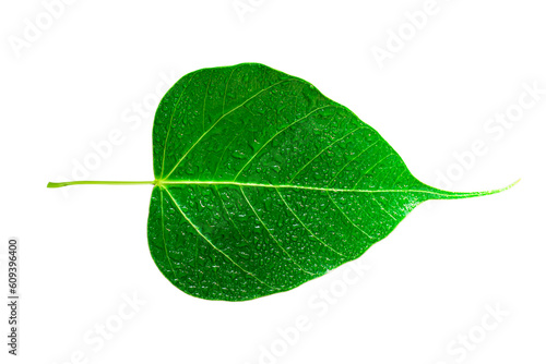 Sacred fig leaf (Ficus religiosa L. , Pipal Tree, Bohhi Tree, Bo Tree, Peepul ) isolated on white background, A leaf with water drops. photo