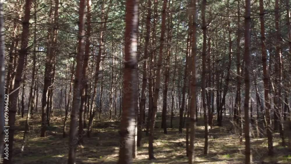 Filming of a dense pine forest in sunny weather in spring. In the frame are smooth trunks of young trees. Filming of a dense pine forest in sunny weather in spring. In the frame are smooth trunks of young trees.