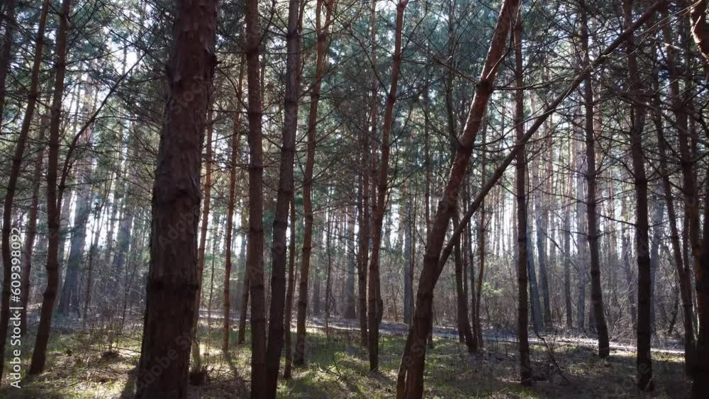 Smooth shot of a tall pine forest in calm spring weather. Video filming from a drone on a sunny bright day. Smooth shot of a tall pine forest in calm spring weather. Video filming from a drone on a sunny bright day.