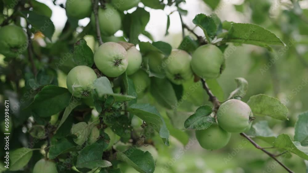 Slow motion apple on apple tree on a summer day Slow motion apple on apple tree on a summer day