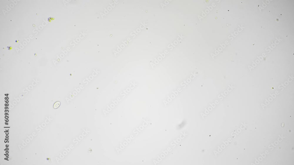 Flatworm with moving fast in water filmed under microscope against bright field background. It is crawling in macro. Studying tiny animals in biological laboratory for viewing its structure and habits Flatworm with moving fast in water filmed under microscope against bright field background. It is crawling in macro. Studying tiny animals in biological laboratory for viewing its structure and habits