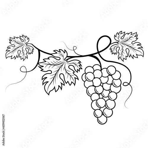 Bunch of grapes vector.  Vine. Grape. Contour vector image of grapes. Grape leaves.