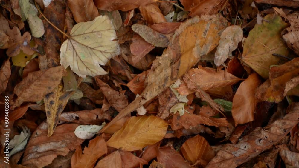 Wiring over colorful fallen leaves. Diverse leaves in the autumn forest on the ground. Wiring over colorful fallen leaves. Diverse leaves in the autumn forest on the ground.