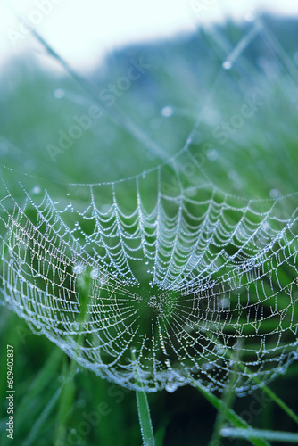 beautiful cobwebs in tiny water drops on meadow, blurred natural green background. atmosphere abstract landscape with spider net in grass. summer season. rainy fresh morning