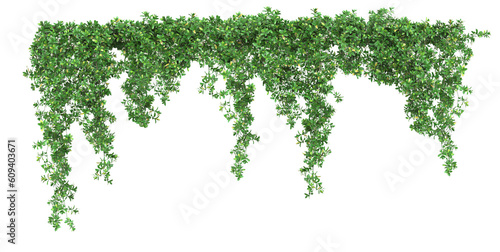 Stampa su tela A trail of realistic ivy leaves or Ivy green with leaf