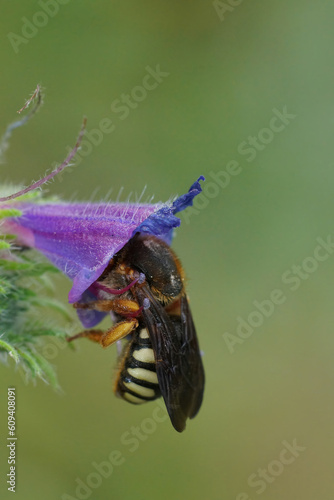 Colorful closeup on female Seven-toothed Red-Resin Bee, Rhodanthidium septemdentatum sleeping in a Viper bugloss flower photo