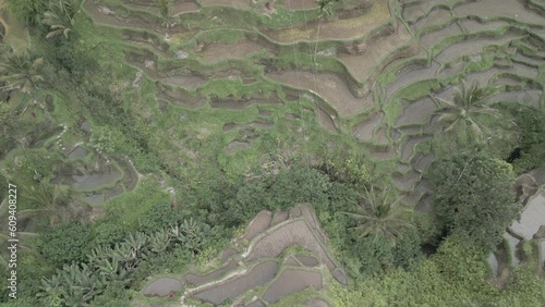 Aerial view of Tegallalang Rice Terrace, UNESCO World Heritage Site, Tegallalang, Kabupaten Gianyar, Bali, Indonesia, South East Asia photo