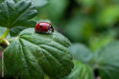 Macro photo of a ladybug with a single black spot, on a currant leaf, selective focus. Beneficial insects in the garden.