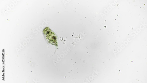 Isolated macro footage of rotifer moving in water and consuming other primitive microorganisms. Protozoa living in pond is swimming and eating filmed under microscope against bright field background