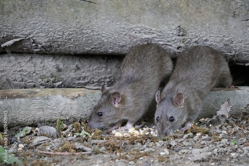 Foto Brown Rats nesting in some old logs