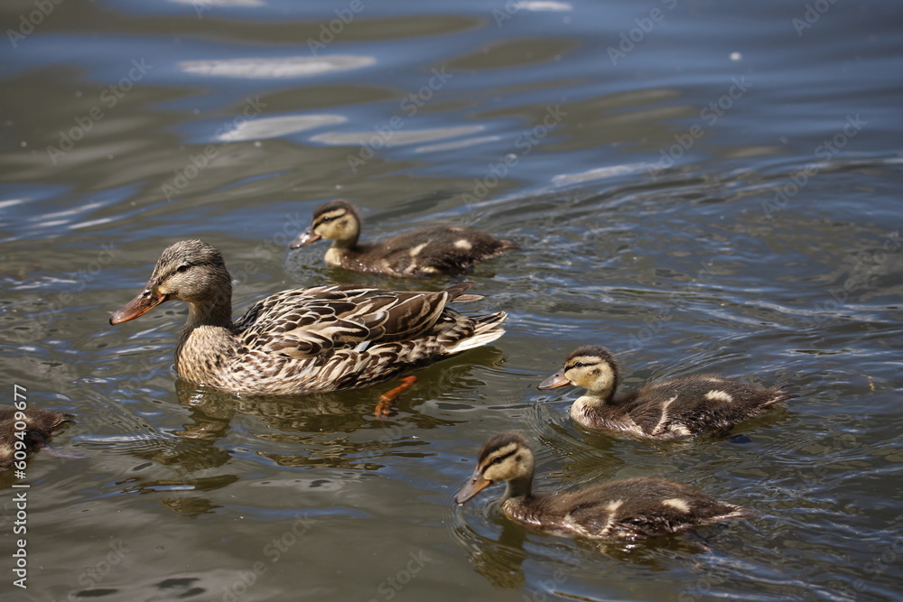 family ducks in the water family ducks in the water