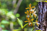 Staurochilus fasciatus (Rchb.f.) Ridl, Beautiful rare wild orchids in tropical forest of Thailand.