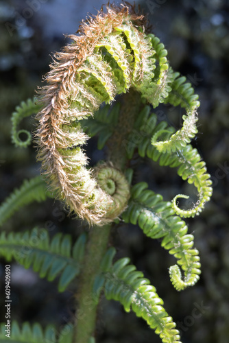 Common Male Fern, Dryopteris filix-mas beginning to unfurl in springtime photo