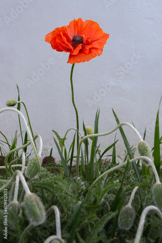A single poppy in bloom amongst a bed of sepals against a grayish-white wall.