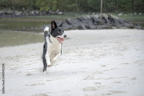 Border collie running on Morar Beach