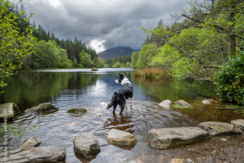 Border Collie Dog looking out at Lochan Glencoe