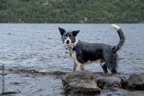 Border Collie in water of Loch Ness