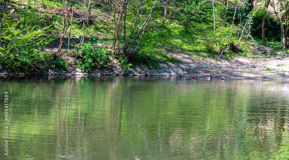 Lake with ducks in the forest Lake with ducks in the forest