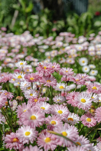 pink flowers in the garden