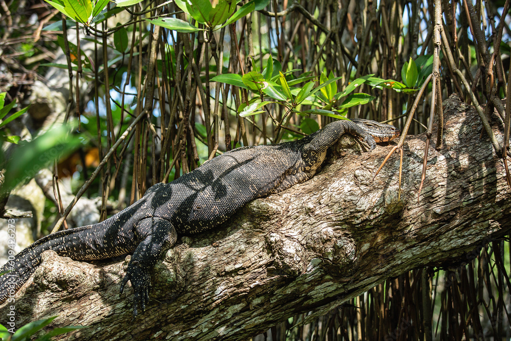 Large monitor lizard taking sunbath in the jungle Large monitor lizard taking sunbath in the jungle