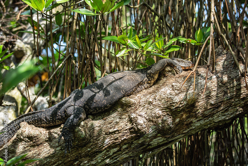 Large monitor lizard taking sunbath in the jungle photo