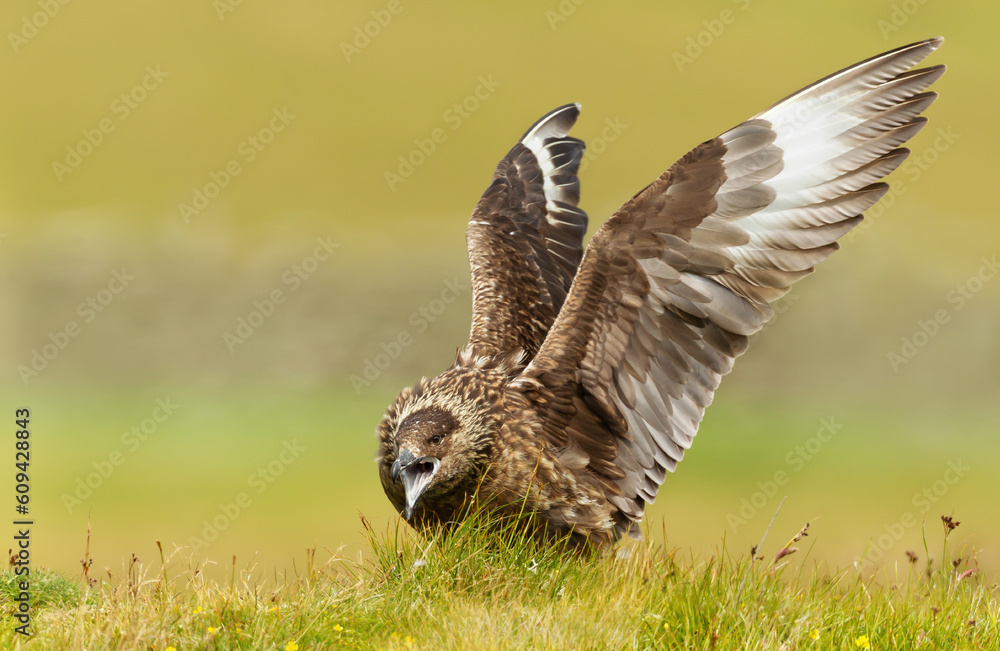 Fototapeta premium Great skua calling out and displaying by stretching out wings