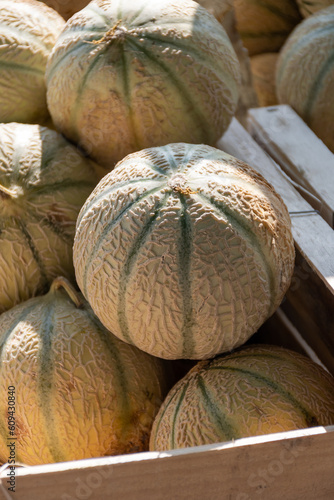 Yellow honey from Cavaillon, ripe round charentais honey cantaloupe melons on local market in Provence, France photo