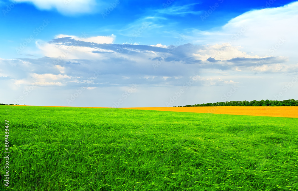 Green wheat field against a blue sky in brigh, summer day. Summer landscape, Azov fields, Ukraine Green wheat field against a blue sky in brigh, summer day. Summer landscape, Azov fields, Ukraine