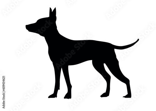 American naked Terrier Side view of an American hairless terrier dog. Silhouette of a standing dog