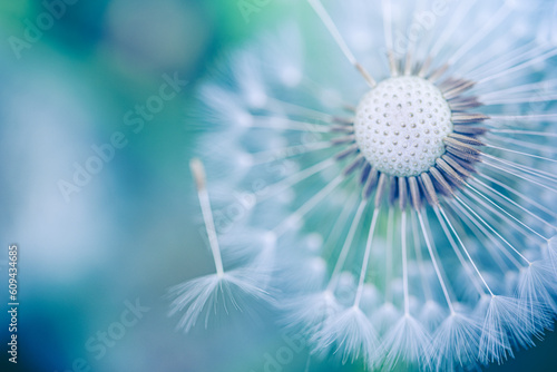 Closeup of dandelion on natural soft blurred background. Bright  delicate nature details. Inspirational nature concept  blue and green bokeh background. Fragile bright macro view  idyllic wallpaper
