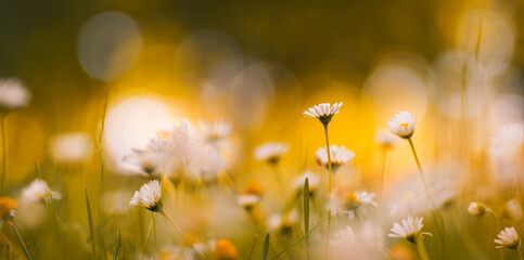 Idyllic daisy bloom. Abstract soft focus sunset field. Landscape of white flowers blur grass meadow warm golden hour sunset sunrise time. Tranquil spring summer nature closeup bokeh forest background