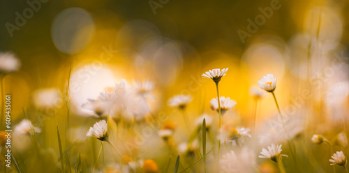Idyllic daisy bloom. Abstract soft focus sunset field. Landscape of white flowers blur grass meadow warm golden hour sunset sunrise time. Tranquil spring summer nature closeup bokeh forest background photo